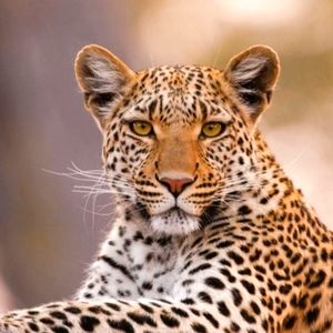 Meet your Posher, @StealthyLeopard